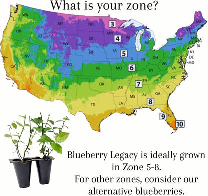 Pink Lemonade Blueberry (Legacy)