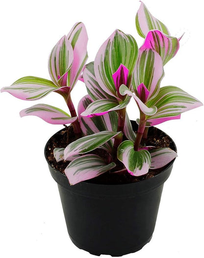 Rare Nanouk Pink Tradescantia - 4" Pot - Collector's Series
