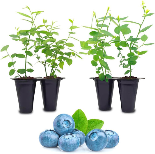 Pink Lemonade Blueberry (Biloxi)