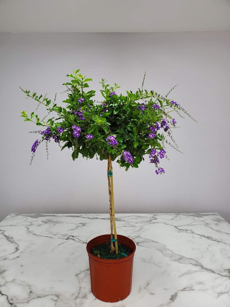 Duranta Tree Live Plant - Purple Showers - Overall Height 36" to 42" - Tropical Plants of Florida (Plant in Growers Pot)
