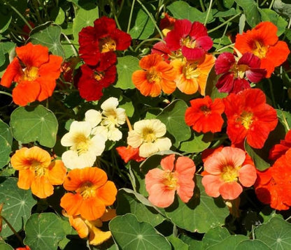 Special Sale: Tom Thumb Nasturtiums - Great Ground Cover