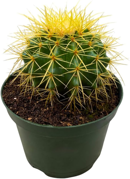 BubbleBlooms Golden Barrel Cactus in a 6 inch Pot Echinocactus Grusonii, Gold Ball Cacti