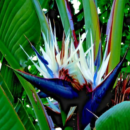 Bird of Paradise - White - Strelitzia Nicholai. (2 White BoP in Sac)