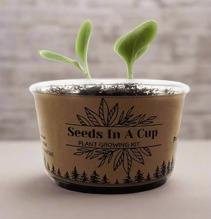 Seeds In A Cup- Tree Growing Kit- Multiple Types of Trees (Sugar Maple)