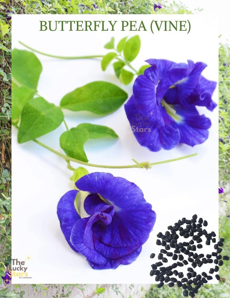 100 Butterfly Pea Flower Seeds - HOA Dau Biec - Blue Butterfly Pea Vine (Clitoria Ternatea) Asian Pigeonwings -Tropical Vine Plant - Edible Flower Seeds