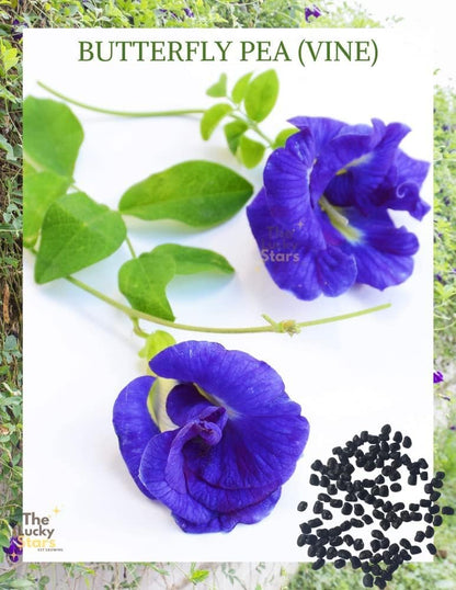 100 Butterfly Pea Flower Seeds - HOA Dau Biec - Blue Butterfly Pea Vine (Clitoria Ternatea) Asian Pigeonwings -Tropical Vine Plant - Edible Flower Seeds
