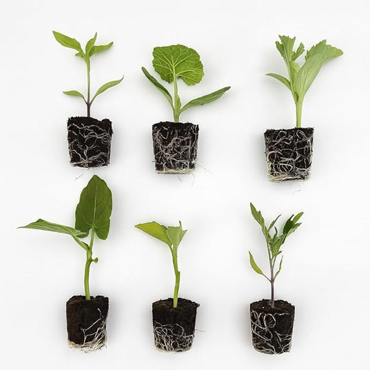 Veggie Seedlings: Ready-to-Plant Seedlings, Starts, Plugs, Garden-Ready, Live Plants, Transplants, Pre-sprouted, for Soil & Hydroponic Gardens (XL (120 seedlings))