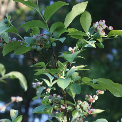 Pink Lemonade Blueberry (Legacy)