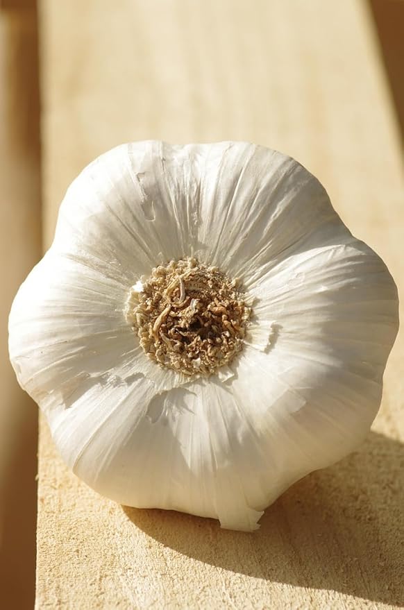 Garlic Bulb (2 lbs), Fresh California Gilroy Heirloom Softneck Garlic for Planting and Growing Your Own Garlic