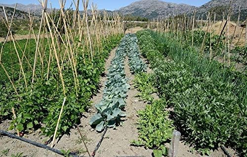 Rocky Mountain Goods 75-Foot Flat Soaker Hose - Heavy Duty Double Layer Design - Saves 70% Water - Consistent Drip Throughout Hose - Garden/Vegetable Safe