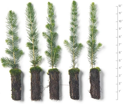 White Spruce Live Tree Seedlings | 6"-12" | Arbor Day Foundation (5-Pack)