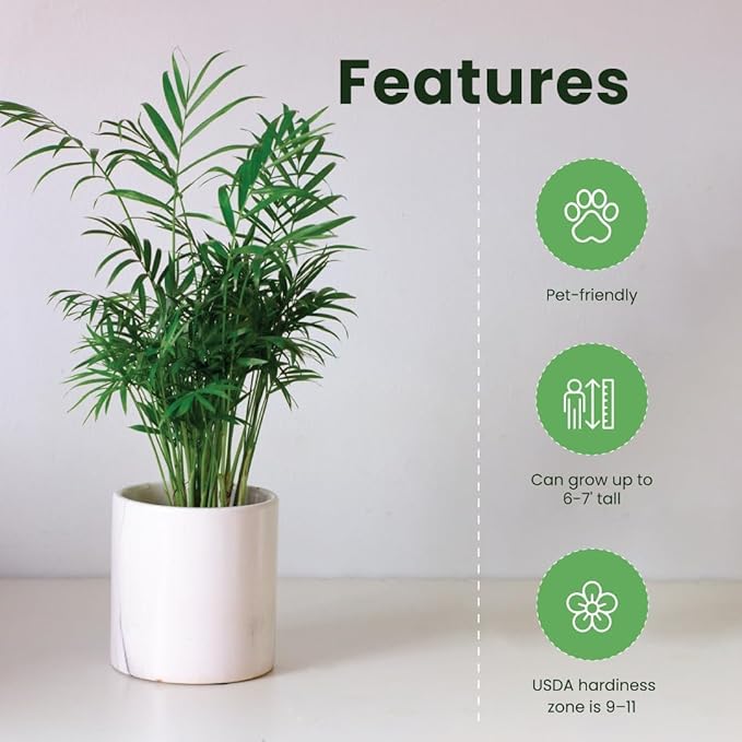 American Plant Exchange Areca Palm – Live 4-Inch 3-Pack, Easy-Care Tropical Houseplants with Lush Green Fronds, Air-Purifying Indoor Plants for Home, Office, Apartments & Small Space Décor