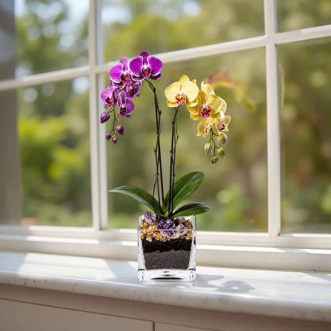 Live Purple and Yellow Double Stem Phalaenopsis Orchid Plant with Citrine and Amethyst - Premium Dual-Color Flowering Houseplant, Easy Care Live Plant