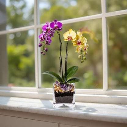 Live Purple and Yellow Double Stem Phalaenopsis Orchid Plant with Citrine and Amethyst - Premium Dual-Color Flowering Houseplant, Easy Care Live Plant