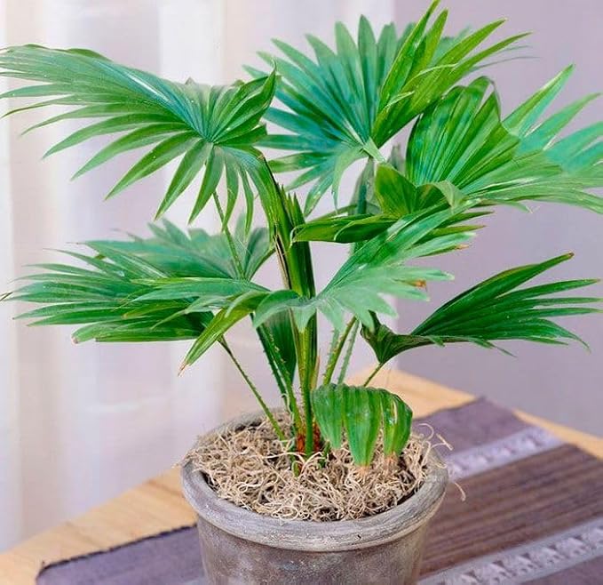 Palm Livistona Seeds – Perennial Fan Palm (Livistona spp.) | Drought-Tolerant, Elegant Ornamental Tree for Landscapes & Containers