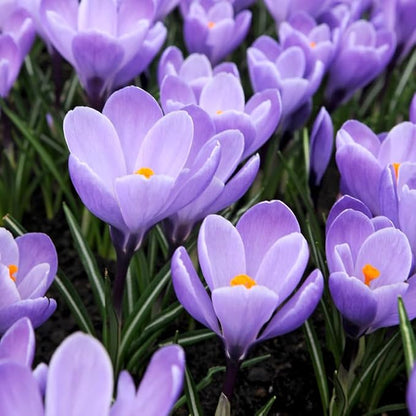 Grand Maitre Giant Crocus Flower Bulbs - 25 Bulbs per Pack - Attracts Butterflies and Hummingbirds - Deer Resistant - Good for Indoor Forcing - Naturalizing - Perennializing
