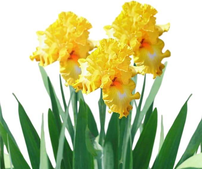 Easy to Grow Bearded Iris Eggnog - 3 Plant Bulbs Rhizomes, Golden Yellow Flowers in Spring to Fall, Full Sun Low Maintenance