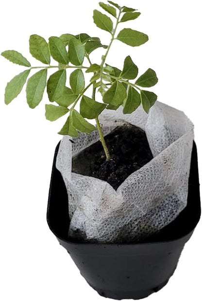 Curry Leaf Plant. Live Plant. Fragrant, Beautiful, Edible. Easy Grow. Indian Cooking Must Have. Murraya Koenigii. (1 Cup)
