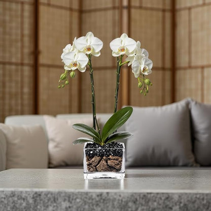 Live White Double Stem Phalaenopsis Orchid Plant with Obsidian - Premium Flowering Houseplant for Home Office Decor, Easy Care Live Plant