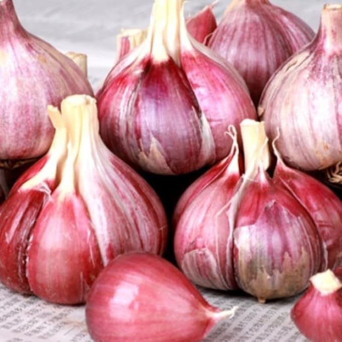 1 Pound Garlic for Planting in Fall Hardneck, 8-10 Red Garlic Bulbs for Planting, Fresh and High Yield Bulb Variety Pack, Hardy and Fast Growing