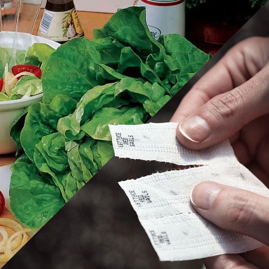 Park Seed Sow Effortless Collection Seed Tape – Buttercrunch Lettuce, 15 Feet – Easy DIY Planting, Crisp and Tender Bibb-Type Variety, Cool-Season Favorite, No Thinning Needed, Ready in 65 Days