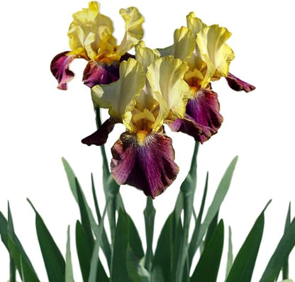 Easy to Grow Bearded Iris Blatant - 3 Plant Bulbs Rhizomes, Purple & Yellow Flowers in Spring to Fall, Full Sun Low Maintenance