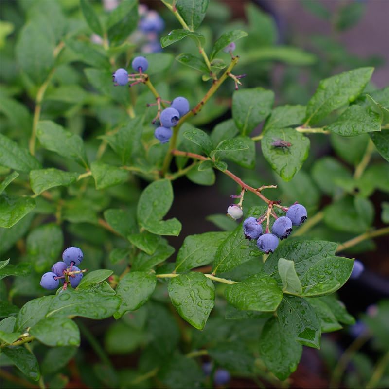 Pink Lemonade Blueberry (O'Neal)