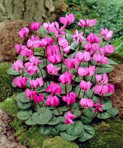 Pink Cyclamen Bulb Collection – 3, 6 or 9 Premium Indoor/Outdoor Hardy Cyclamen for Shade | Colorful Pink/White Flowers & Marbled Leaves | Bloom Fall to Spring – Zones 6–9 (6 Bulbs)