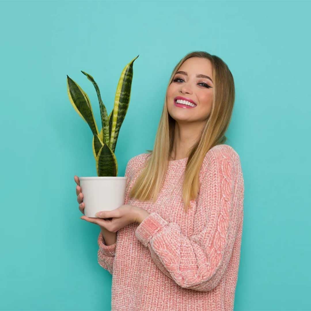 American Plant Exchange Snake Plant, Sansevieria Laurentii Yellow, Compact 4-Inch Pot, Stylish Deco Cover Included, Live Indoor Houseplant, Easy Care, Air Purifying, Perfect for Home Office Garden