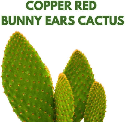 BubbleBlooms Bunny-Ears Prickly-pear Copper Red, 3 inch Pot Opuntia microdasys