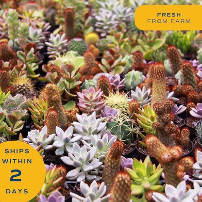 Costa Farms Mini Succulents (48 Pack), Live Succulent Plants in Decor Pots, Indoor Houseplants in Potting Soil, Party Favor Gifts, Bulk Baby Shower, Bridesmaid, 2-Inches Tall