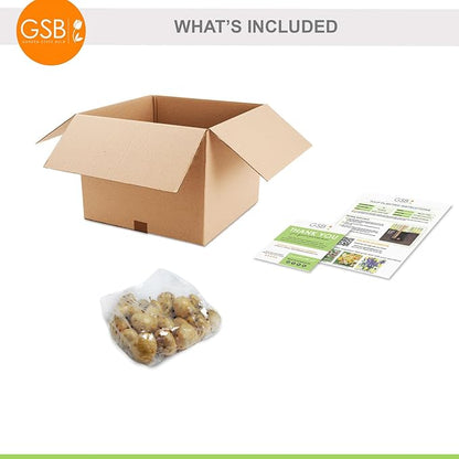 Garden State Bulb Darwin Hybrid Red Impression Tulip Bulbs, 12/+ cm, Fall Planting (Bag of 25)