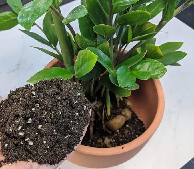 Gardenera Premium Zamioculcas Plant Potting Mix - Crafted for Resilient Growth and Striking Elegance - 1 Quart