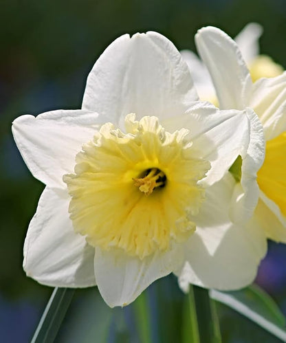 White Lion Daffodil Flowers- 5 Bulbs - Large Narcissus Blooms Crisp White Petals and Ruffled, Bi-Colored Yellow Centers - Spring Blooming Easy Growing Garden Perennials | Attracts Bees & Butterflies