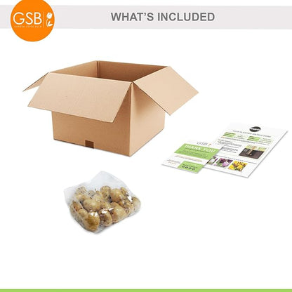 Garden State Bulb Maroon and Orange Mix Triumph Tulip Flower Bulbs, 12/+ cm, Fall Planting (Bag of 25)