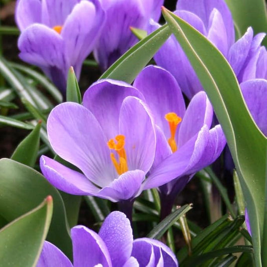 Grand Maitre Giant Crocus Flower Bulbs - 25 Bulbs per Pack - Attracts Butterflies and Hummingbirds - Deer Resistant - Good for Indoor Forcing - Naturalizing - Perennializing