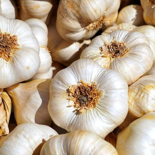 1 Pound Garlic for Planting in Fall Hardneck, 8-10 White Garlic Bulbs for Planting, Fresh and High Yield Bulb Variety Pack, Hardy and Fast Growing