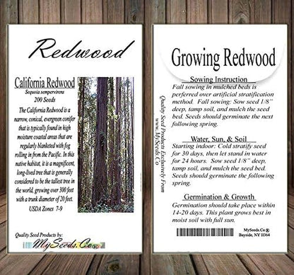 Cedar, Dogwood, Pine, Redwood, Spruce, Tree Seed by MySeeds.Co, You Choose The Color n Quantity (1 Pack, California Redwood - Big Pack)