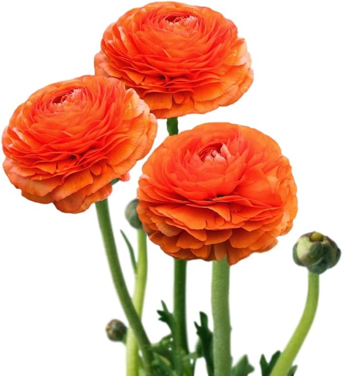 Easy to Grow Ranunculus Tecolote Sunset 10 Plant Bulbs - Bright Orange Flowers in Spring, Full Sun Outdoor Zones 8-10, Mediterranean Carlsbad Flower Fields