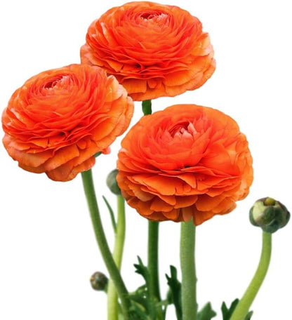 Easy to Grow Ranunculus Tecolote Sunset 10 Plant Bulbs - Bright Orange Flowers in Spring, Full Sun Outdoor Zones 8-10, Mediterranean Carlsbad Flower Fields