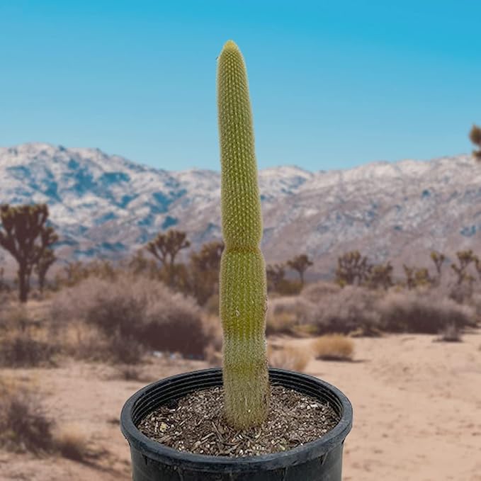 Cactus Outlet - Cactus Plants Live, Live Plants Indoor & Outdoor Use, Live Cactus, Golden Torch- Rare Large Live Cactus - Landscape Ready Large Cactus Plant Live Delivered Right to Your Door