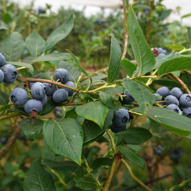 Pink Lemonade Blueberry (Jewel)