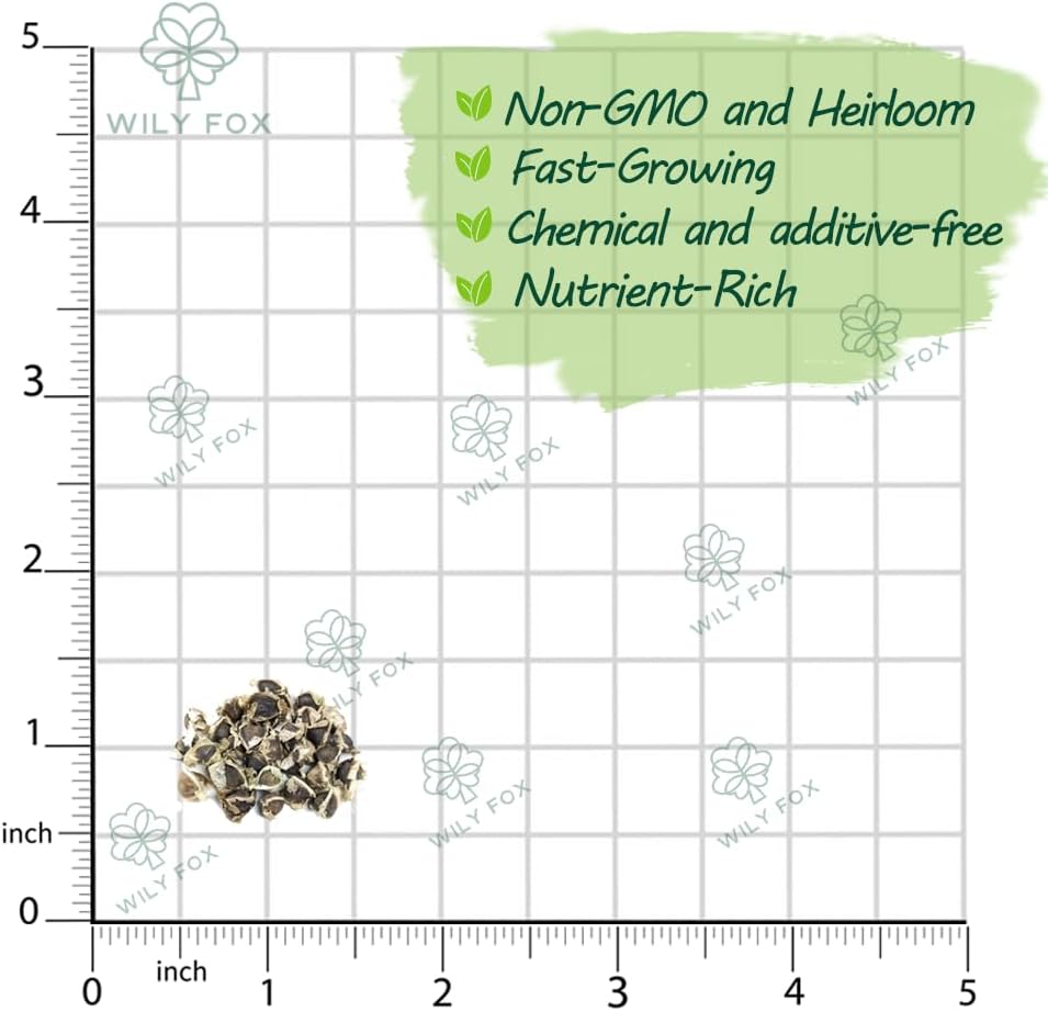 Rare Moringa Seeds - 30 Seeds for Planting | Non-GMO, Heirloom, Fast-Growing Drumstick Tree Seeds | Rich in Nutrients, Easy to Grow Indoors & Outdoors