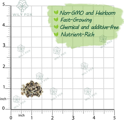 Rare Moringa Seeds - 30 Seeds for Planting | Non-GMO, Heirloom, Fast-Growing Drumstick Tree Seeds | Rich in Nutrients, Easy to Grow Indoors & Outdoors