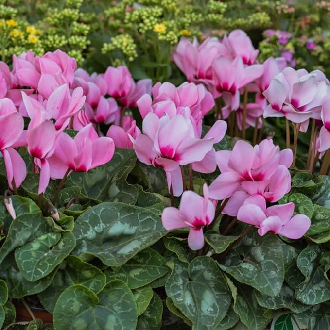 Pink Cyclamen Bulb Collection – 3, 6 or 9 Premium Indoor/Outdoor Hardy Cyclamen for Shade | Colorful Pink/White Flowers & Marbled Leaves | Bloom Fall to Spring – Zones 6–9 (3 Bulbs)