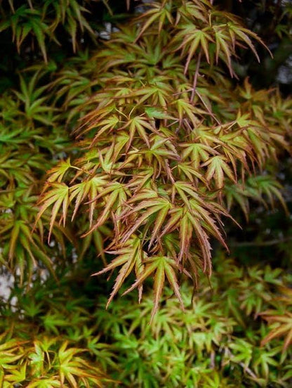 Kamagata Dwarf Japanese Maple - Live Plant - (2.5 QT)