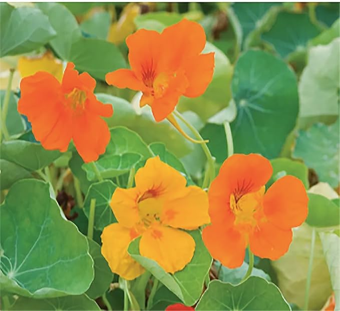 Red and Yellow Climbing Nasturtium Seeds - 60 Seeds