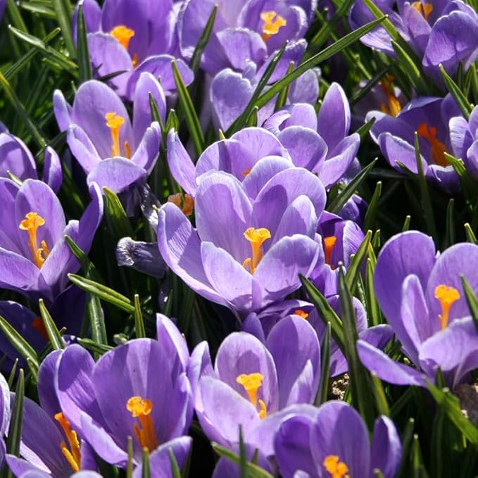 Grand Maitre Giant Crocus Flower Bulbs - 25 Bulbs per Pack - Attracts Butterflies and Hummingbirds - Deer Resistant - Good for Indoor Forcing - Naturalizing - Perennializing
