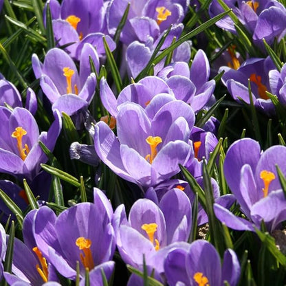 Grand Maitre Giant Crocus Flower Bulbs - 25 Bulbs per Pack - Attracts Butterflies and Hummingbirds - Deer Resistant - Good for Indoor Forcing - Naturalizing - Perennializing