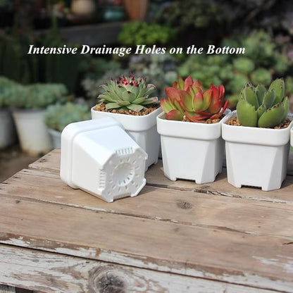 BangQiao 100 Pack 2.55 Inch Small White Plastic Square Nursery and Seedling Pot with Drain Hole for Germination, Cactus, Herb, Succulent